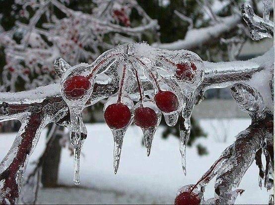_Paisajes_'s tweet photo. Impresionantes cerezas congeladas en Rusia. http://t.co/AfAQ2xHpTD