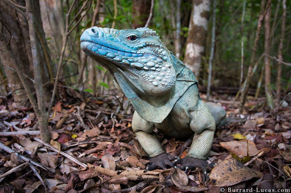 An endangered Blue Iguana, Grand Cayman Island.