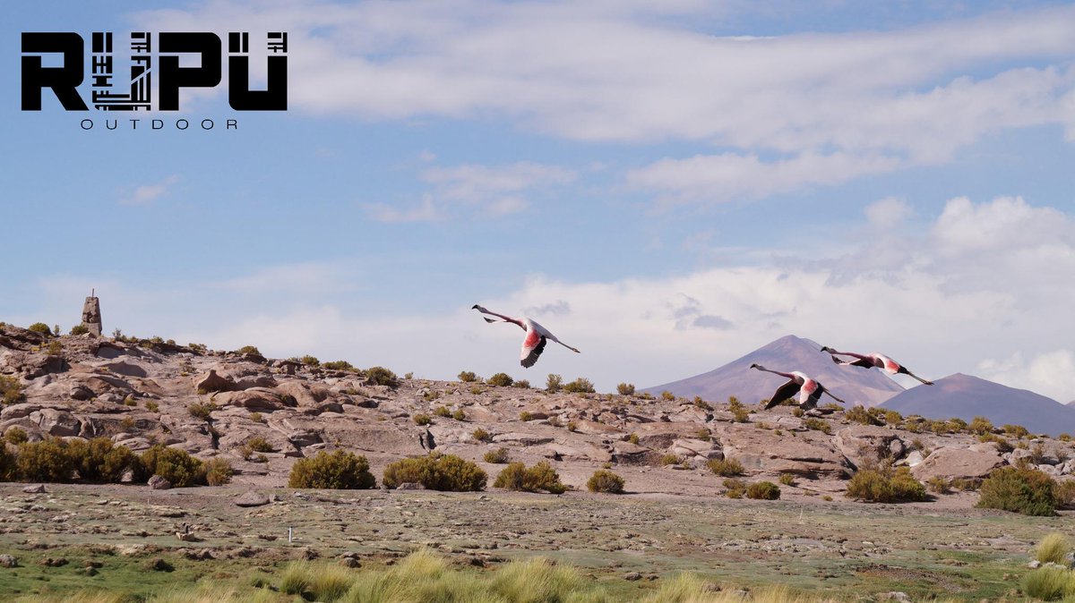 RUPU_outdoor's tweet photo. DESPEGANDO! Cercanías Salar de Coposa camino a Collahuasi   #PARINAS #ALTIPLANO @VivaChile2012  @chileestuyo http://t.co/KAkkPIheYV