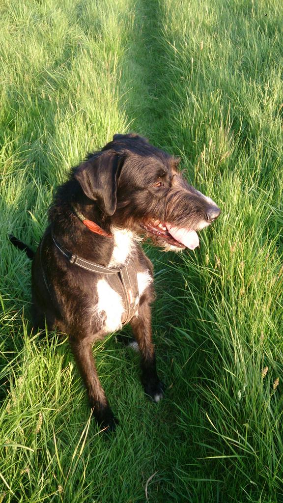 lehippyking's tweet photo. Does anyone know of anyone who would be able to rehome this lovely woofer http://t.co/KPN7kGN2RH