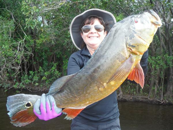 CaptPeacock's tweet photo. New fishing report! Jan. 22 – 30, 2015 http://t.co/sJ4fJfE9VD  #peacockbassfishing #peacockbass http://t.co/Qjdki8eai9
