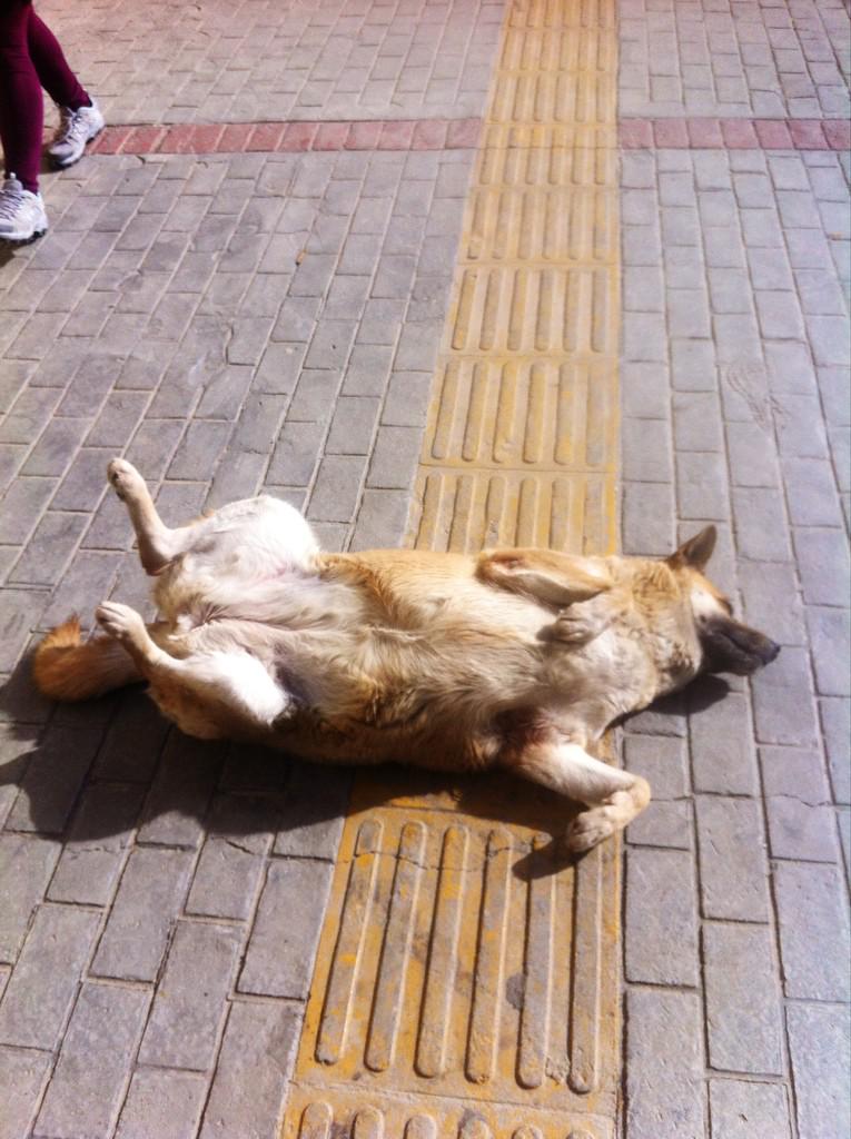 Serkan Arman tweet media