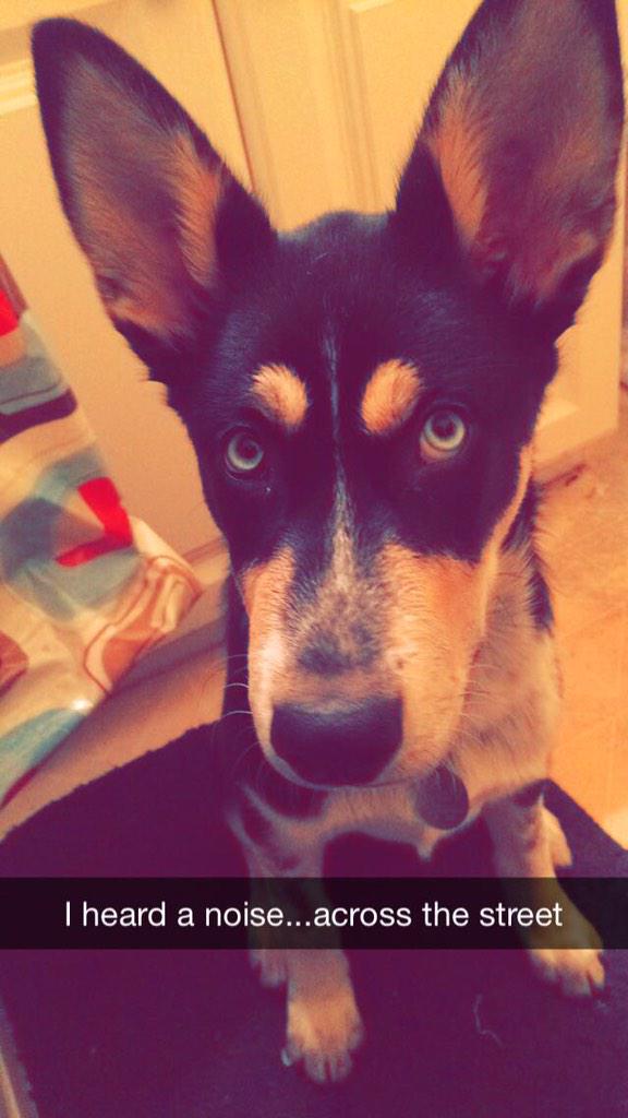 SkinnyBabeFit's tweet photo. My dog has the biggest ears ever lol 🐶 http://t.co/QyP51rG1dV