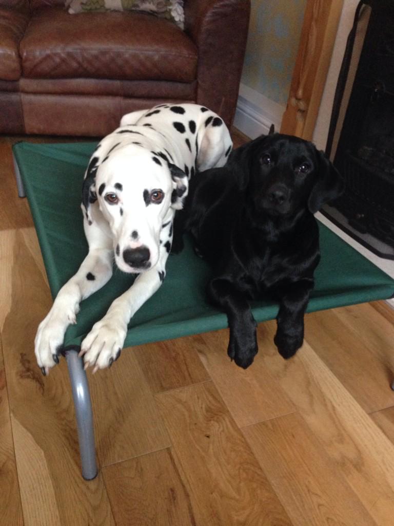 JaspersDogTweet's tweet photo. @heartnortheast Bring your dog to work day! "Pleaaaaaaaase can we come with you?!" http://t.co/H0DXwoTibQ