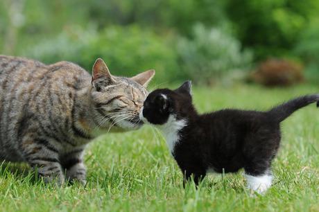 La loca de los Gatos  - Página 15 B9Fgo8rIUAMCweo