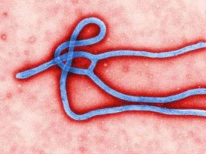Ebolatrends's tweet photo. 'Encouraging' #Ebola drug trial results in #Guinea: Researchers - The Times of India http://t.co/GGuPDZh2y5 http://t.co/HqqshvGic2