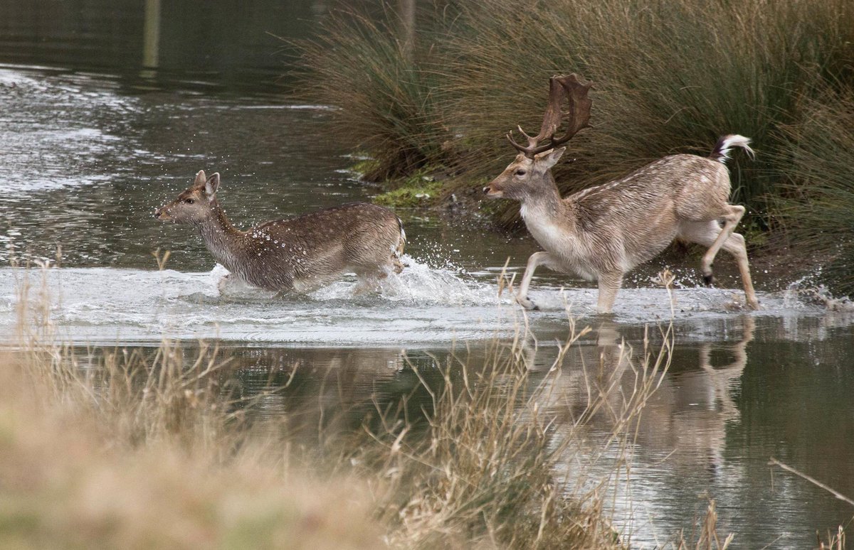 CharlecoteNT's tweet photo. Our Fallow Deer were having a splashing time in the River Dene this morning. #Ntreflections #deer http://t.co/95oe6f8vcb