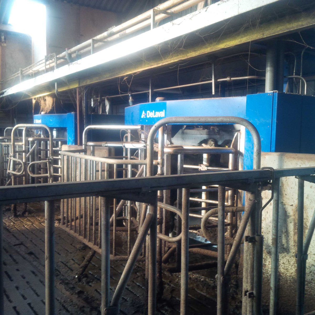 RobAagten's tweet image. Nu enkele maanden in gebruik. Wel effe wennen, maar wil niet meer terug. #robotmelken #blijmetrobot