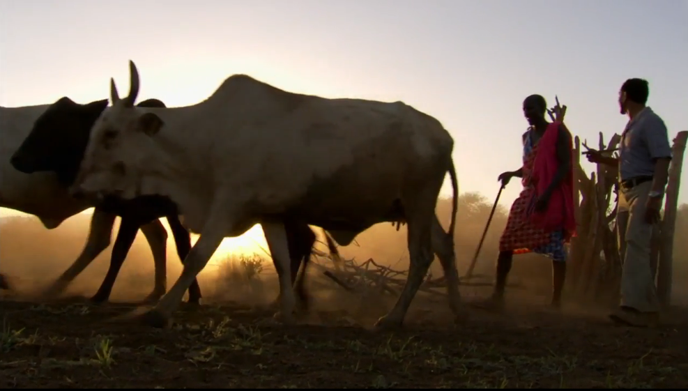 rewildproject's tweet photo. How do the Maasai live alongside their deadly enemies — prides of lions? https://t.co/hWzmy9GH8i  https://t.co/zMGFyyxubs