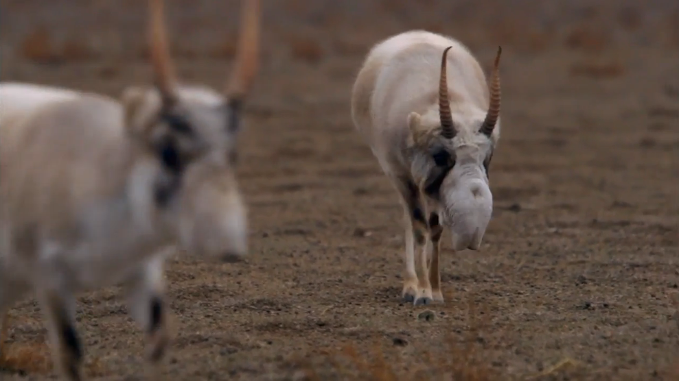 rewildproject's tweet photo. Near-extinction of Saiga coincides w #desertfication @savoryinstitute https://t.co/hWzmy9GH8i  https://t.co/9NlHzXDi27