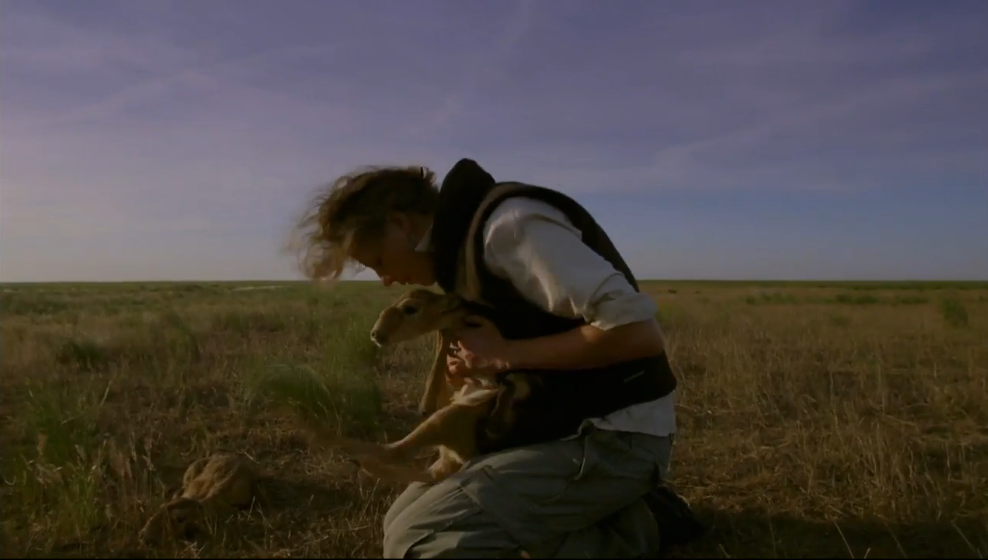 rewildproject's tweet photo. Near-extinction of Saiga coincides w #desertfication @savoryinstitute https://t.co/hWzmy9GH8i  https://t.co/9NlHzXDi27