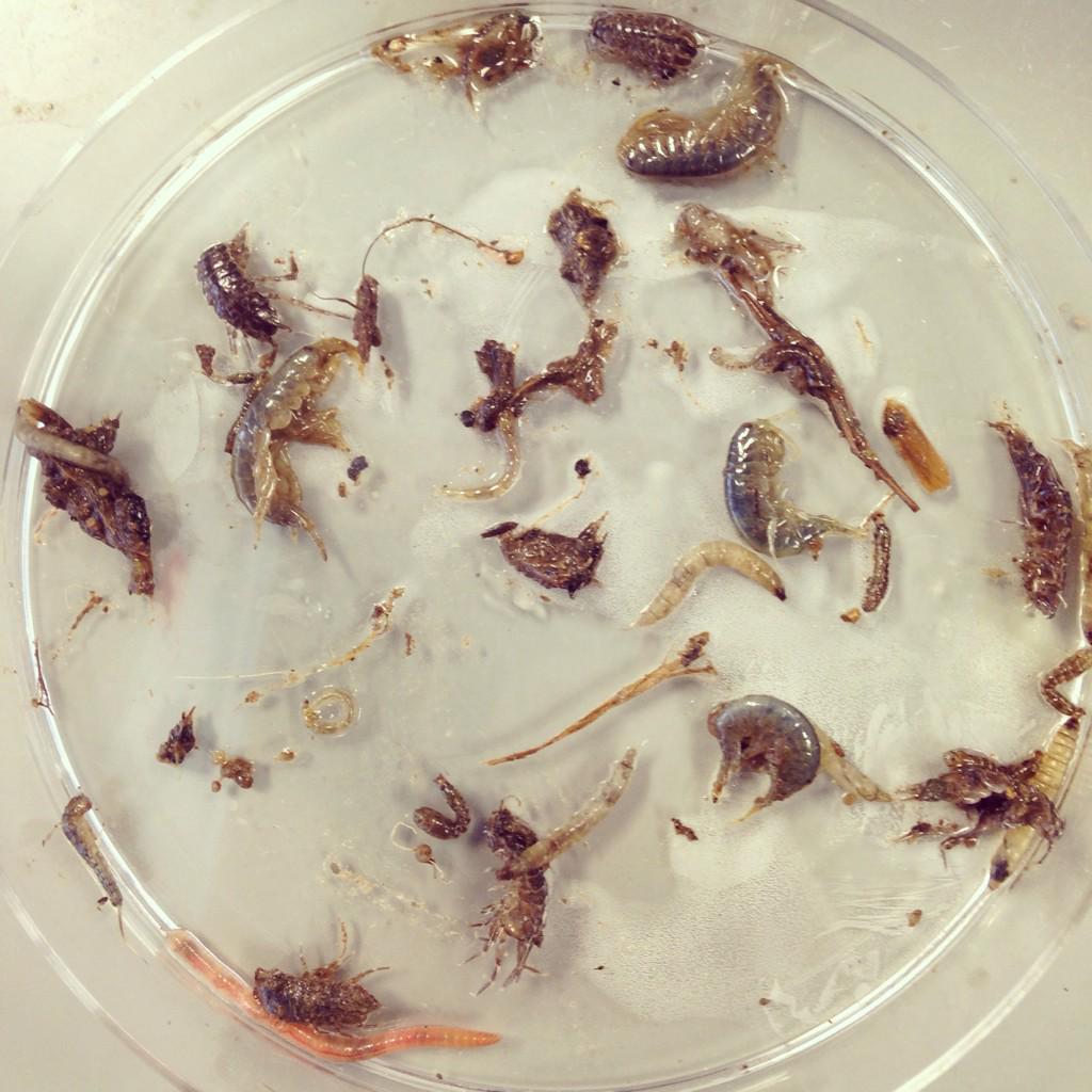 cargilleran's tweet image. How many can you identify? #freshwater #ecology #dkitscience