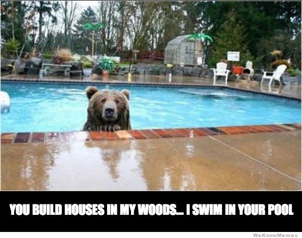 Petri Pools (@petripools) on Twitter photo 