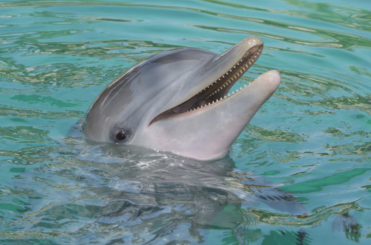 mkummer82's tweet image. Trip to the Bahamas is.gd/0H3zpG  #compasspoint #harbourisland