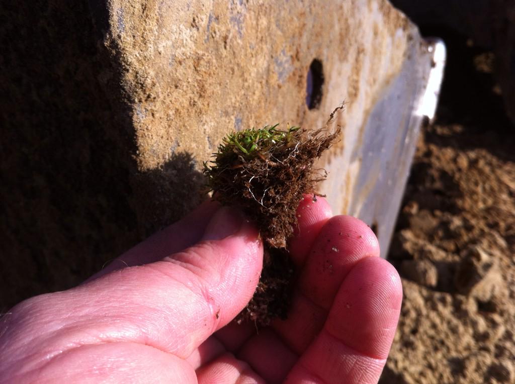 PaceBarry's tweet photo. No wonder you ol boys have trouble wi thatch and poa this stuff is air rooting in February in frosts #evilgrass http://t.co/9HvPtzGH6f