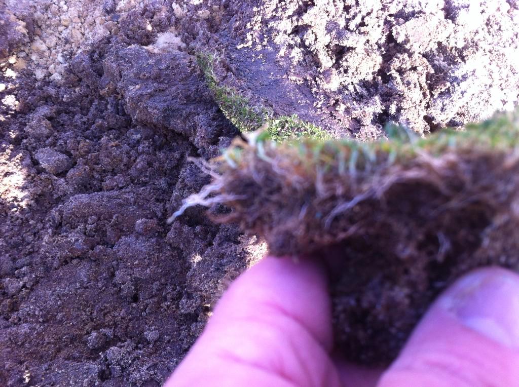 PaceBarry's tweet photo. No wonder you ol boys have trouble wi thatch and poa this stuff is air rooting in February in frosts #evilgrass http://t.co/9HvPtzGH6f