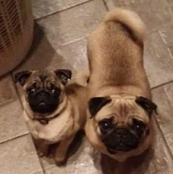 millypod1's tweet image. DogLost.co.uk: Lost:Young Adult Fawn Pug Female #Shawforth #Rochdale #NorthWest #OL12 doglost.co.uk/dog-blog.php?d…