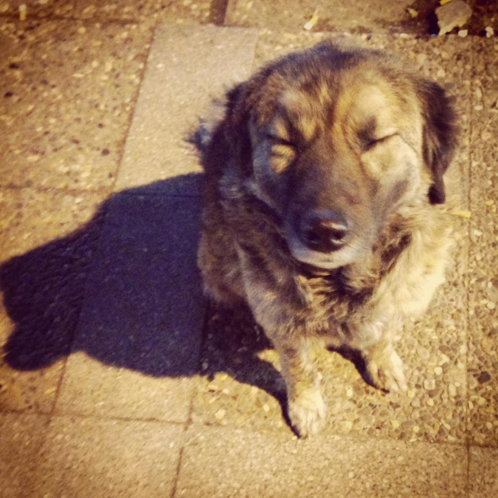 risadinho's tweet photo. Şaşkın köpek :) #izmir http://t.co/5T0x3ZUgdX