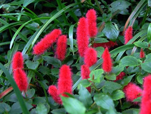 FlatBud's tweet image. Chenille Plant
flatbud.com/plant/chenille…

#chenilleplant