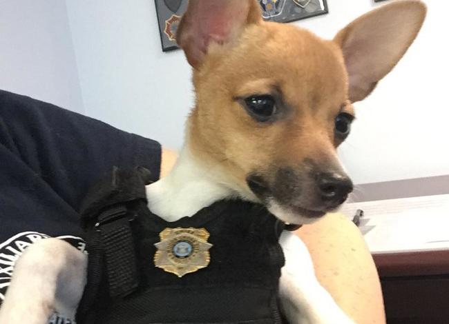 Tiniest K9 Officer EVER Is Sworn Into Duty >>> barkpost.com/tiny-k9-pup/ via @barkpost