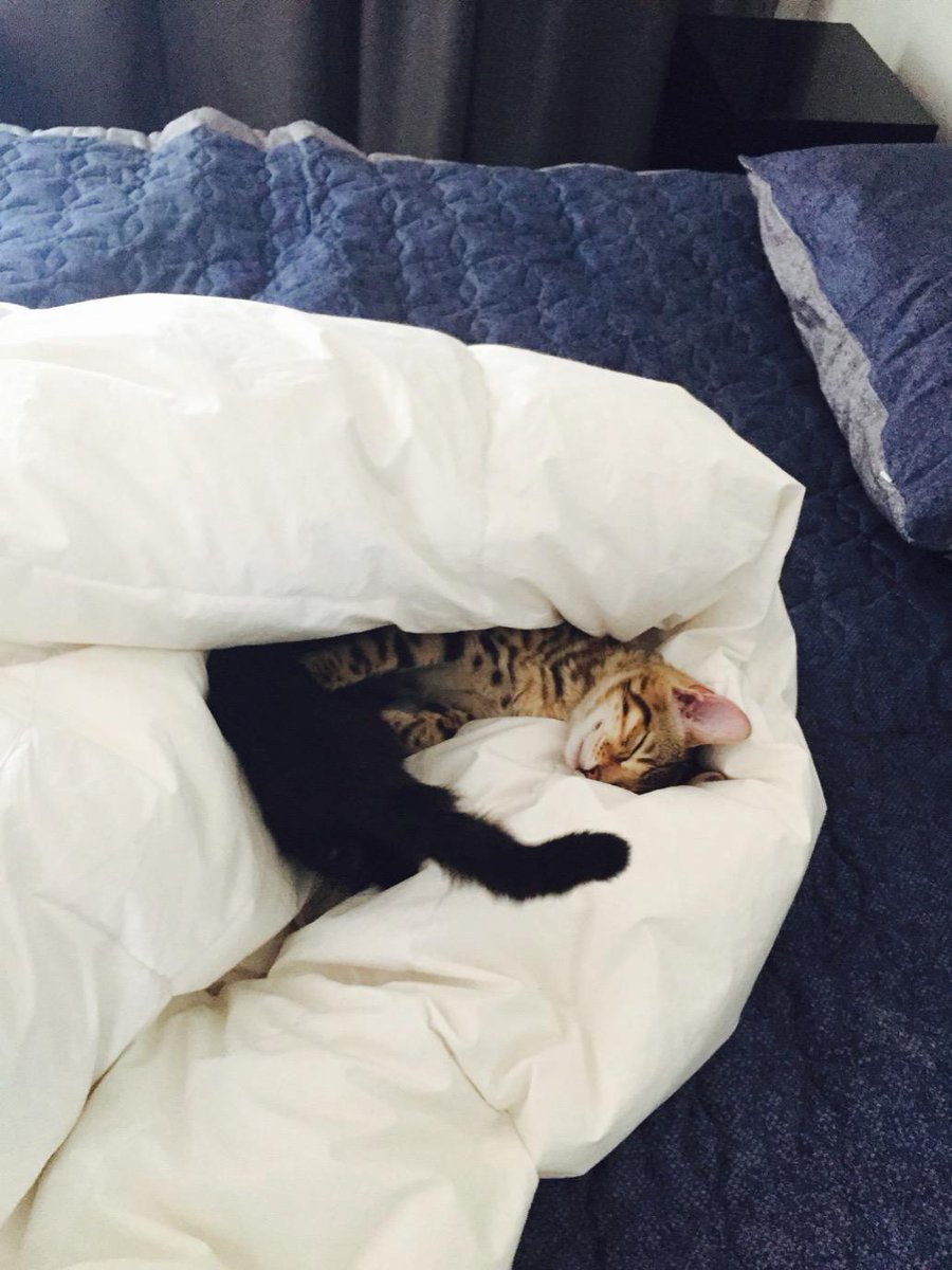 Junho is so in love with his cats Johnny & Wollie, it's adorable