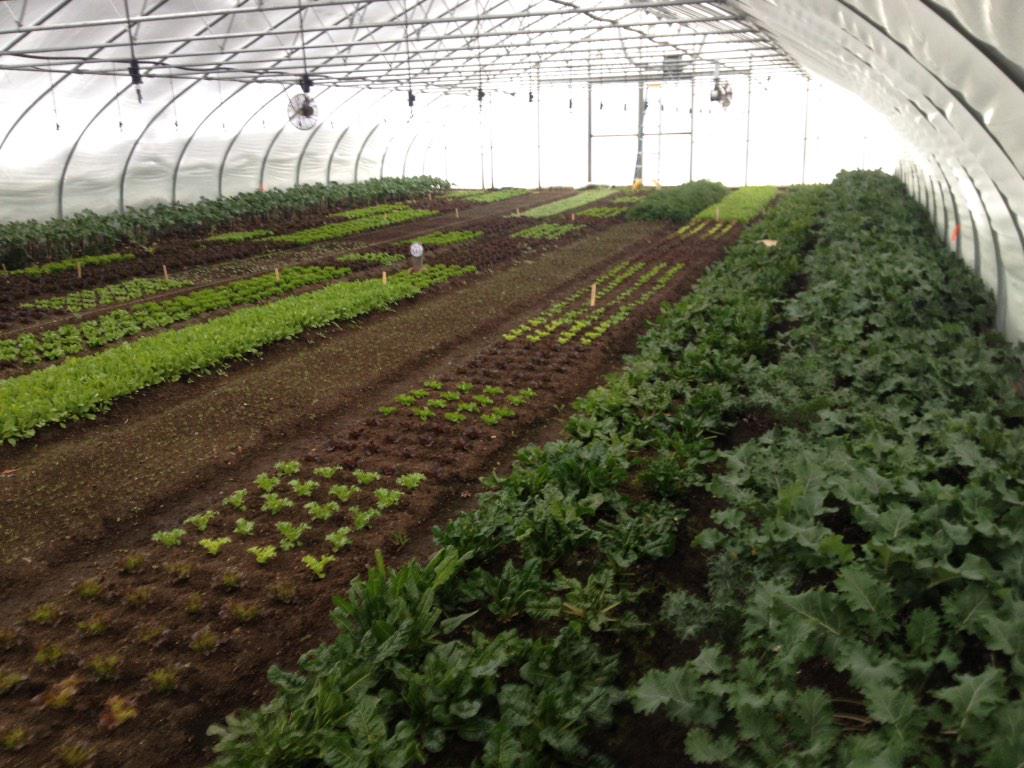 Eliot Coleman's winter salad tunnel.. -5 degrees outside &amp; 3ft of snow.. nice!