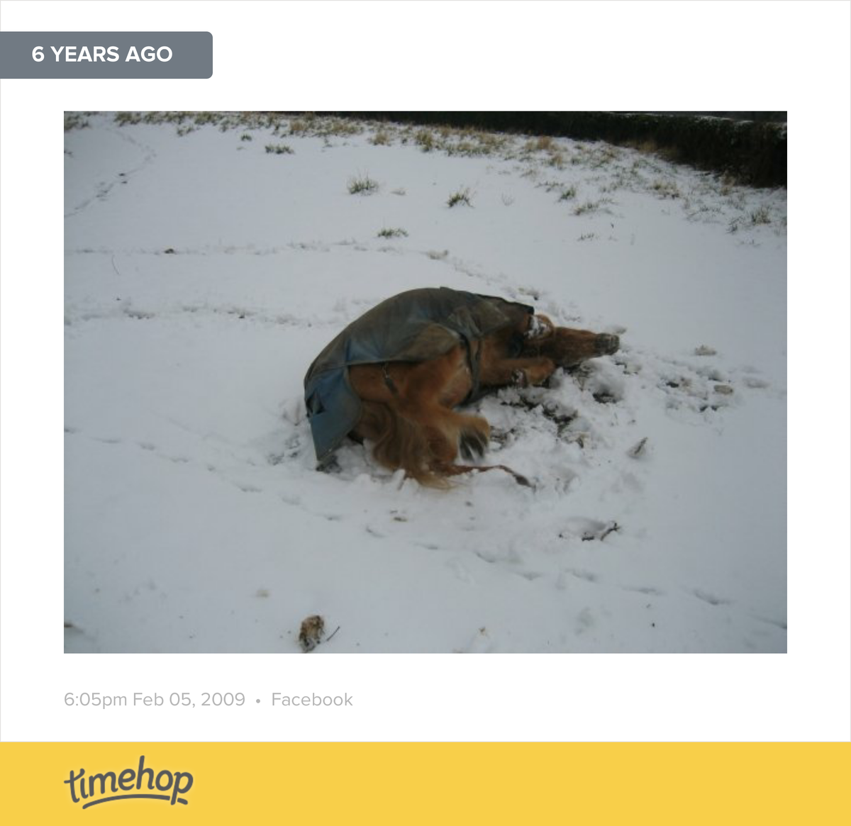 waz3675's tweet photo. awww my gorgeous Heidi having a role in the snow!!! huge part of my life she was my first pony when I was 5 yrs o... http://t.co/oXYBnUia5i