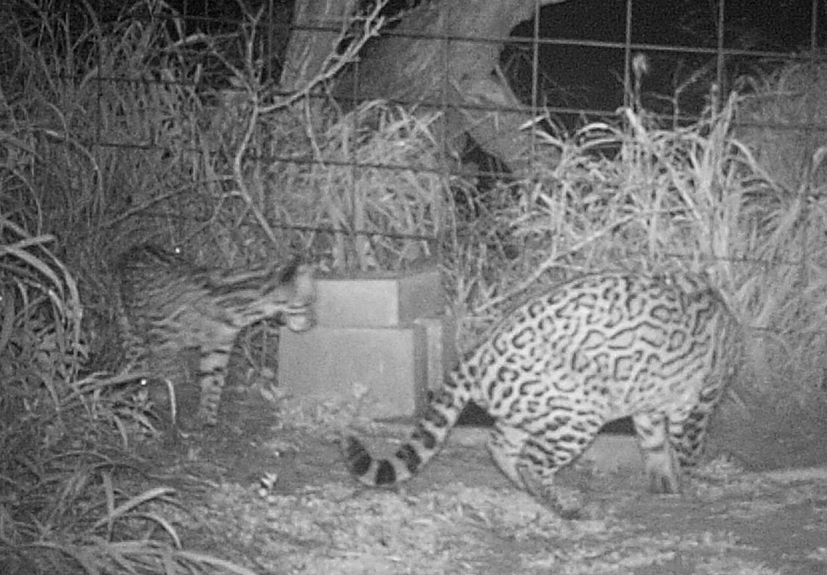 TPWDwild's tweet photo. THIS! RT @TPWDparks: 2nd juvenile endangered ocelot discovered at Laguna Atascosa National Wildlife Refuge #RGV http://t.co/u5ey7gYjIO