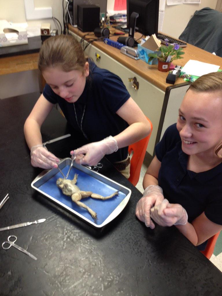 OGJHKnights's tweet image. Frog dissections in Life Science today!