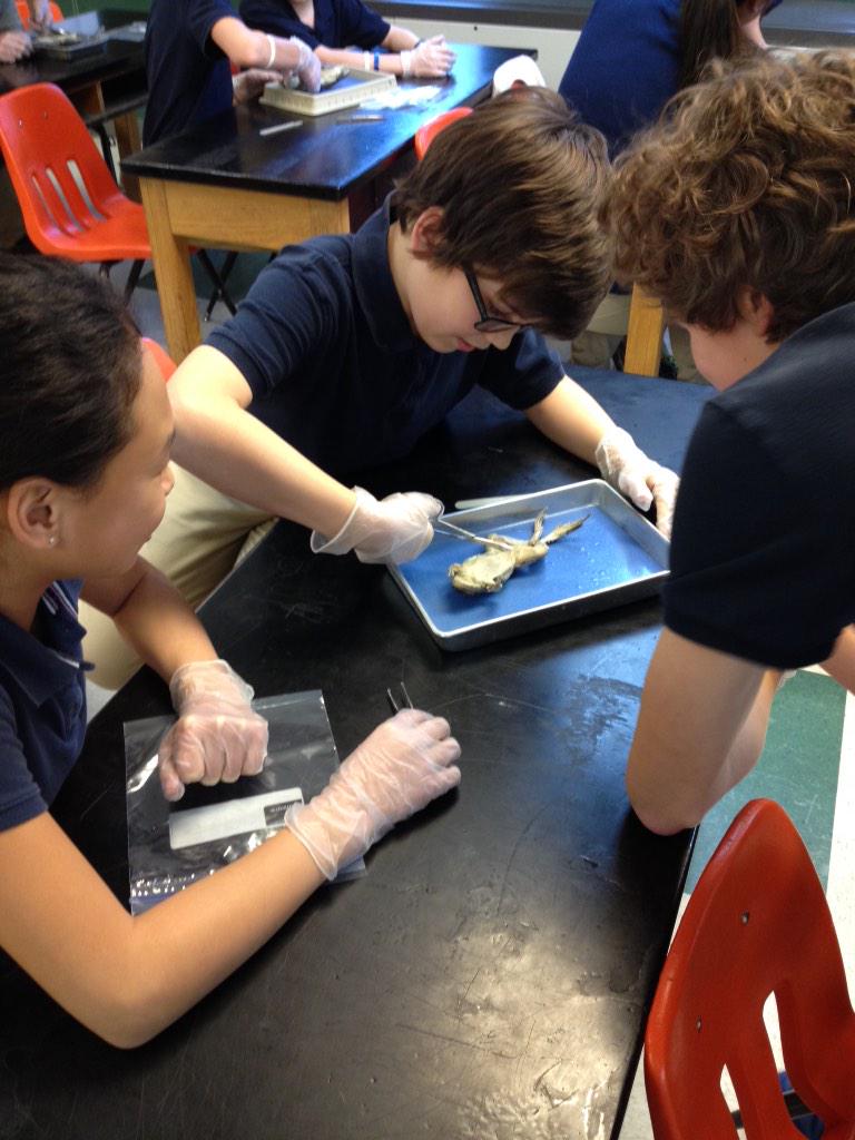 OGJHKnights's tweet image. Frog dissections in Life Science today!