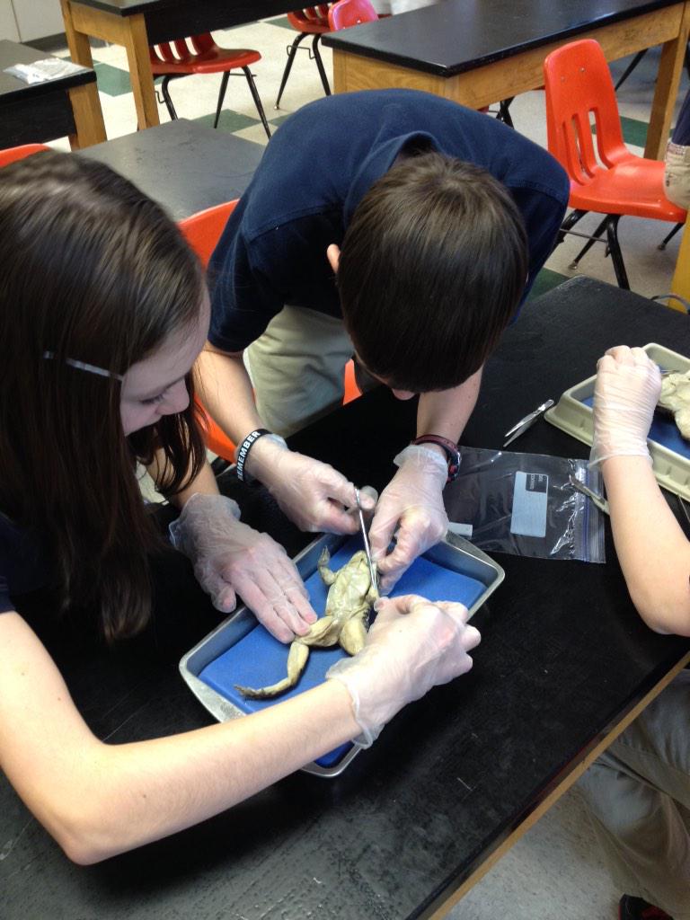 OGJHKnights's tweet image. Frog dissections in Life Science today!