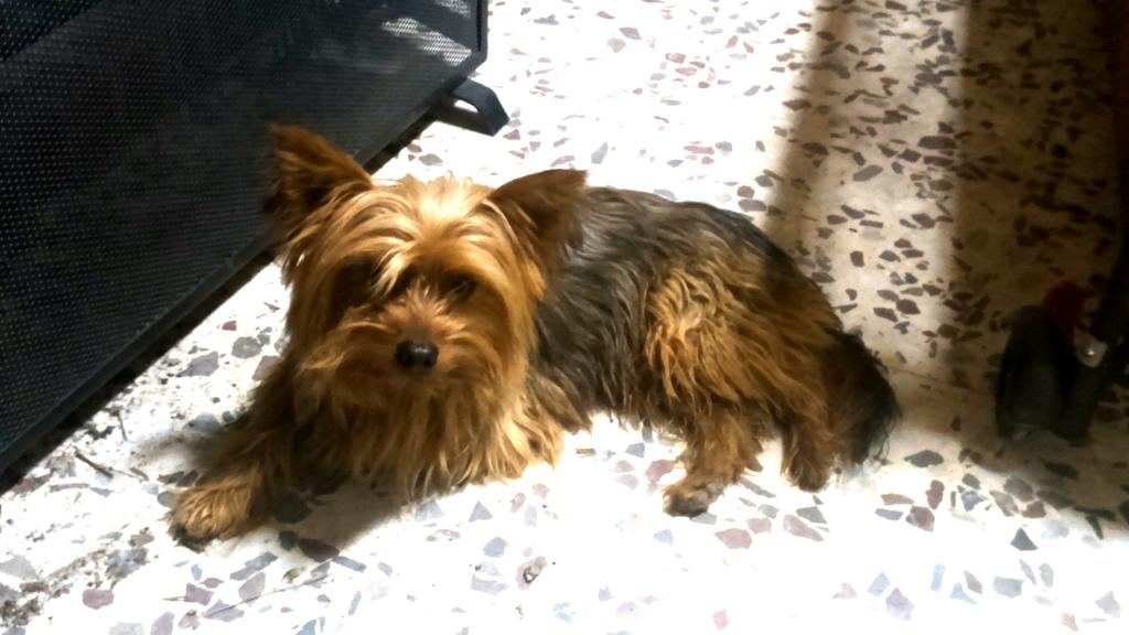 Rosi_Serrano91's tweet photo. @AsocPeludosLP SE BUSCA!! Se ha perdido en el camino de Añora a Alcaracejos responde al nombre de Golfo. RT!! Gracias http://t.co/xucXZaDg1D