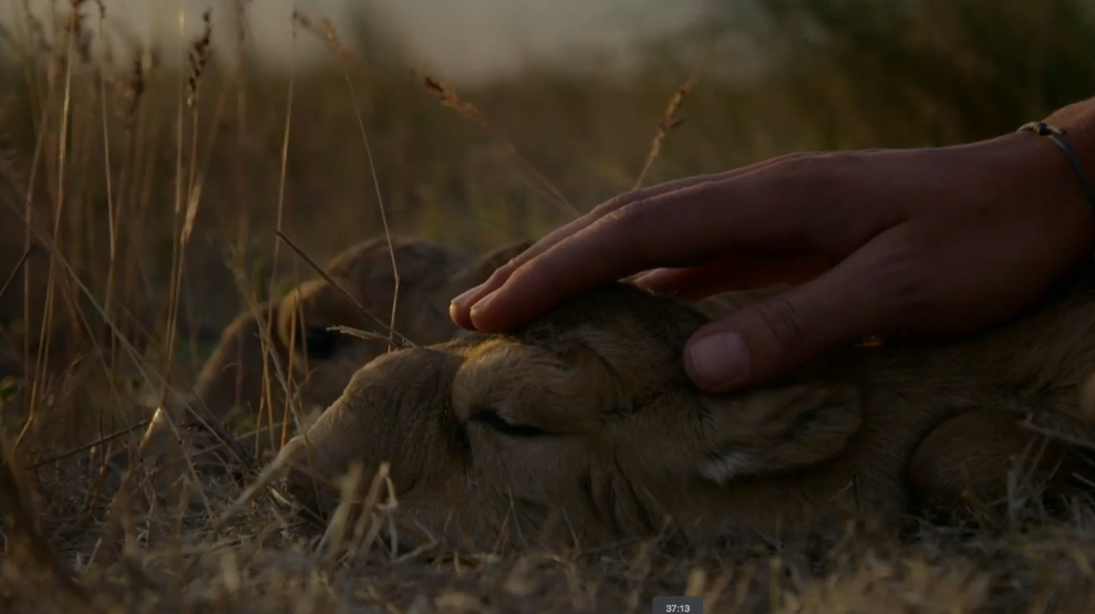 rewildproject's tweet photo. Close-ups of nearly-extinct Russian Saiga calves. Learn about their plight here: https://t.co/hWzmy9GH8i https://t.co/mPvICDMuWh