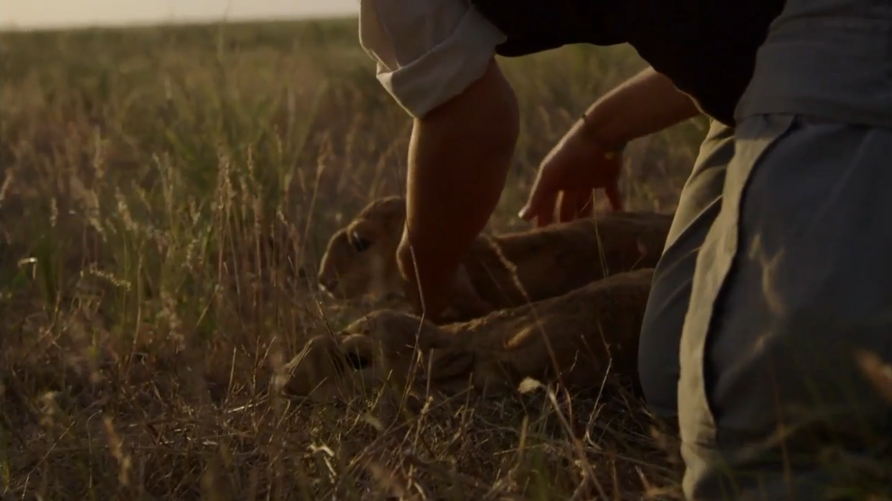 rewildproject's tweet photo. Close-ups of nearly-extinct Russian Saiga calves. Learn about their plight here: https://t.co/hWzmy9GH8i https://t.co/mPvICDMuWh