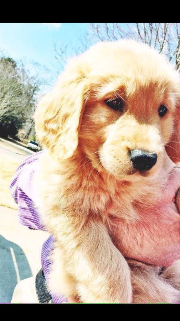 PerfectlyKen's tweet image. I want this puppy SO bad.