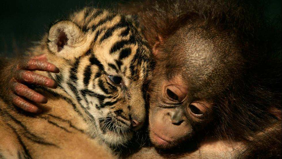 Embedded image permalink