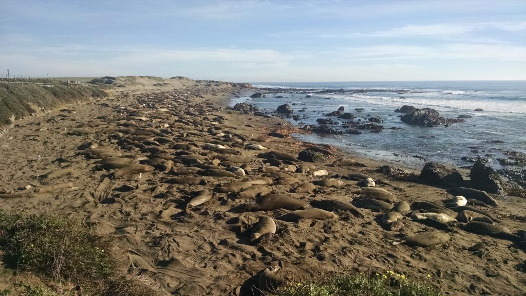 ShortTallTales's tweet photo. Some pics of the CA Hwy 1 drive LA to San Fran to make up for our slow tweeting #hwy1 #LAtoSF #roadtrip #USA http://t.co/5QOCk5qmg3