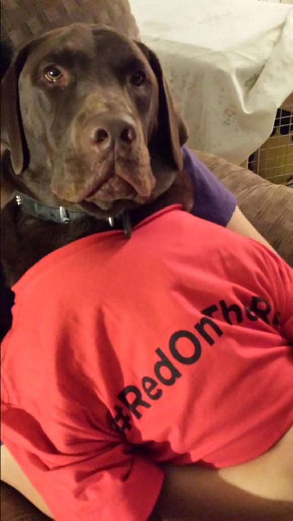 luvsherkston's tweet photo. @NBCBlacklist #RedOnTheRun Hershey loves his t-shirt! He was on the hunt for Red today w/me in #Charlotte #dogslife http://t.co/JxO7nXUqpS