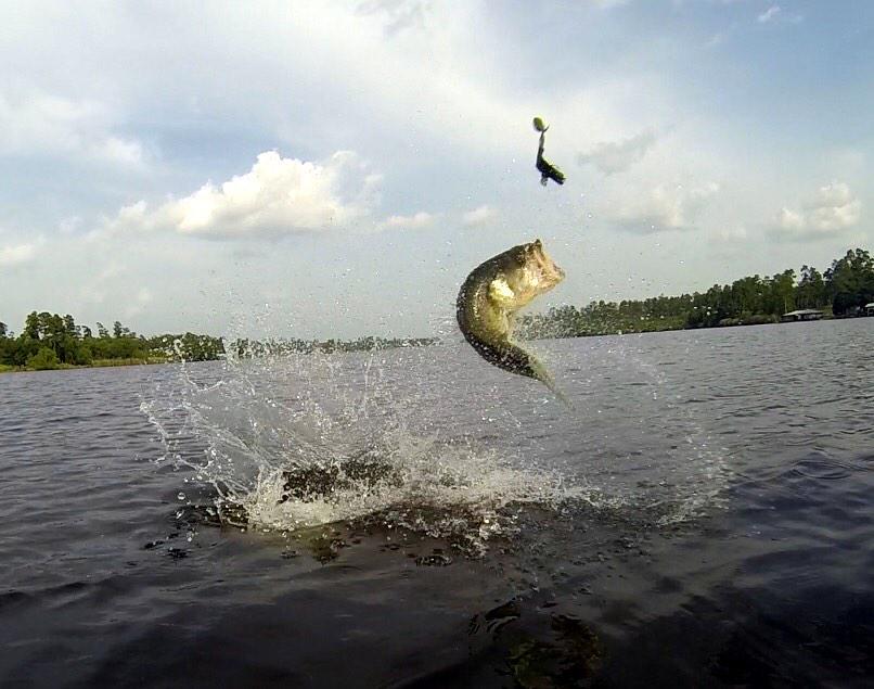 _BamaBass_'s tweet image. The bass won this battle. @BASS_nation