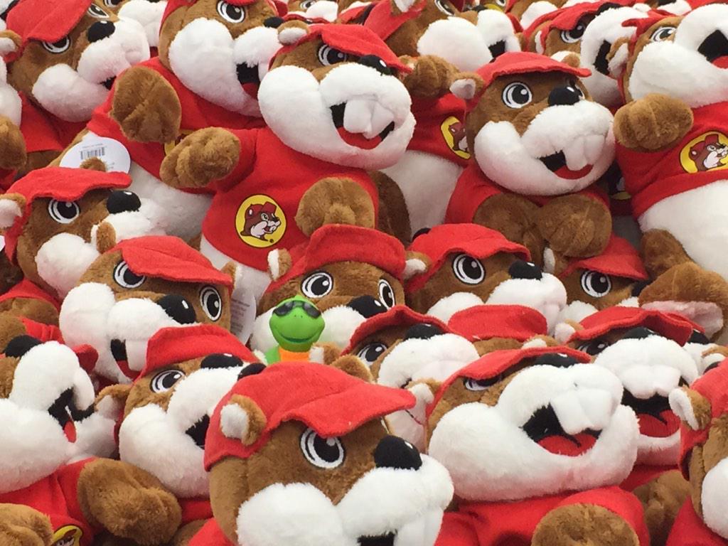 SheldonATurtle's tweet photo. Stopped at @bucees for a quick pic with the beavers. See me? I'm the one that looks fit and ready to race Saturday! http://t.co/G1vpQp1fmn