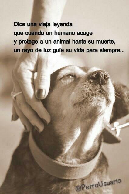 Deja que un ángel entre en tu vida... #ADOPTA