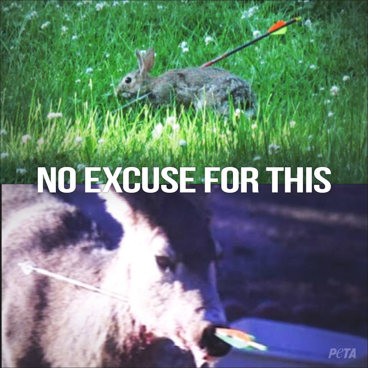 VeganAri's tweet photo. This is what bowhunting looks like. #menwithsmalldicks http://t.co/RnPlfvvljy