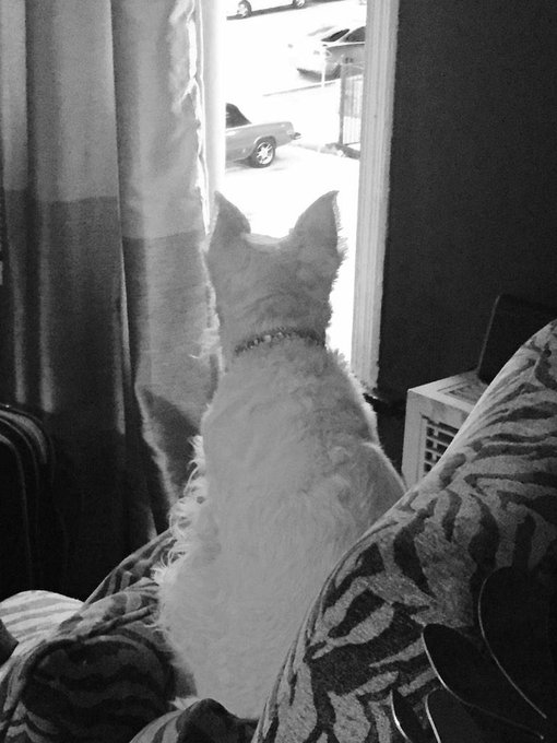 #boreddogs http://t.co/IbZfR9ywl4<a href="/tag/boreddogs"class="tags">#boreddogs</a>