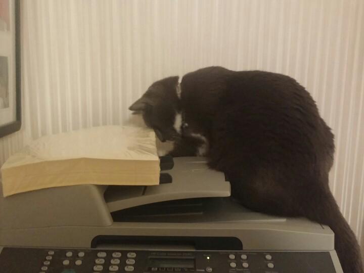 Mistress_LeBeau's tweet image. I see your problem... it&apos;s a paper jam.
#TechKitty