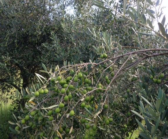 WhisperingBr00k's tweet photo. It's going to be a bumper olive harvest at Whispering Brook this season. http://t.co/QM3B15jiwG