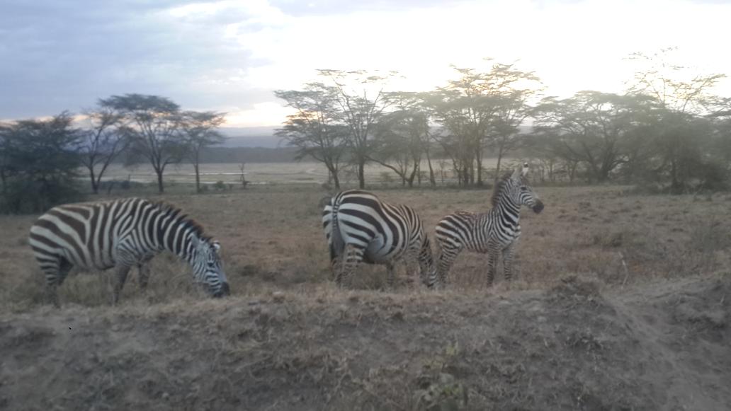 AmpherApidi's tweet photo. Beautiful sunrise at the Nakuru national park. http://t.co/YCDcLwlHLe