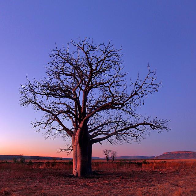 WestAustralia's tweet photo. RT @Australia: The breathtaking colours of the Kimberley in @WestAustralia. Photo: @PhotoBJK (via IG) http://t.co/CGhf9gyREU