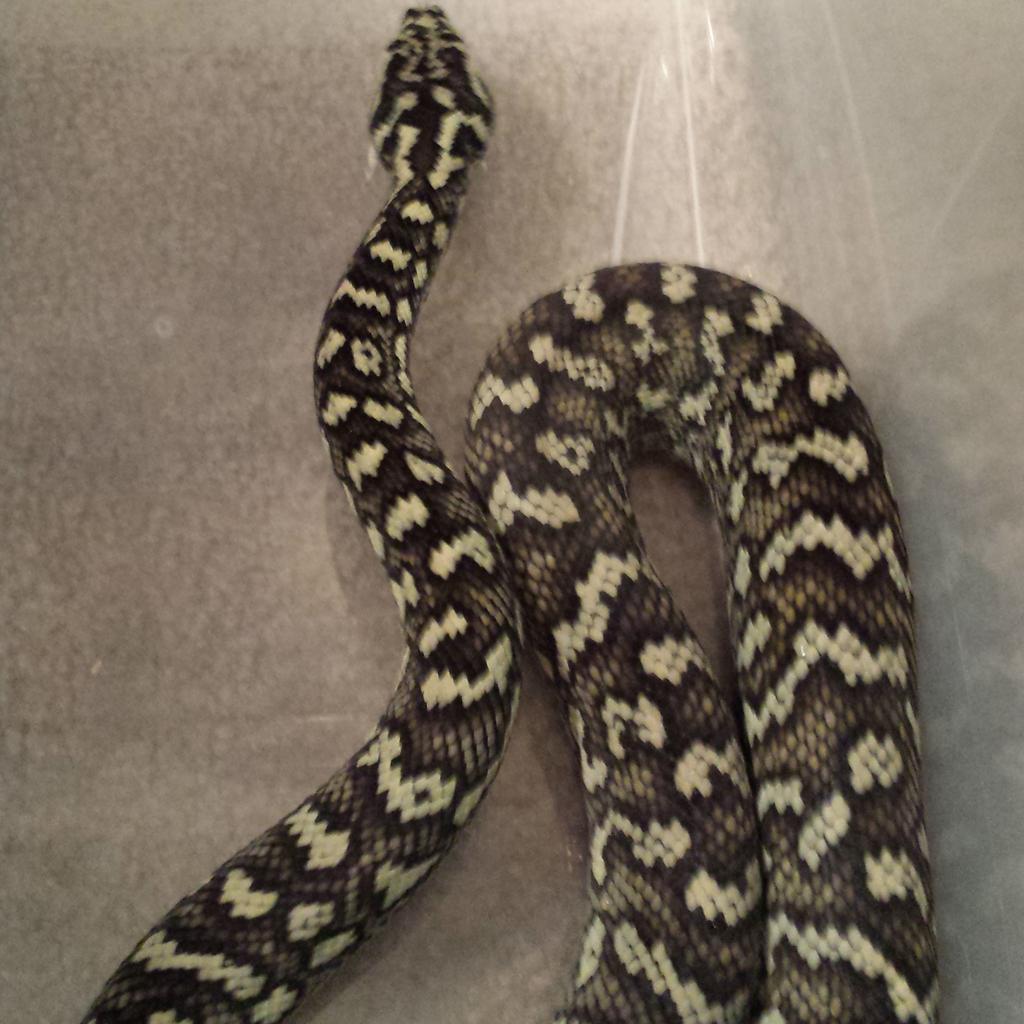 Morelia518's tweet photo. Vendetta looking nice after a shed http://t.co/37IP2Bkn1W