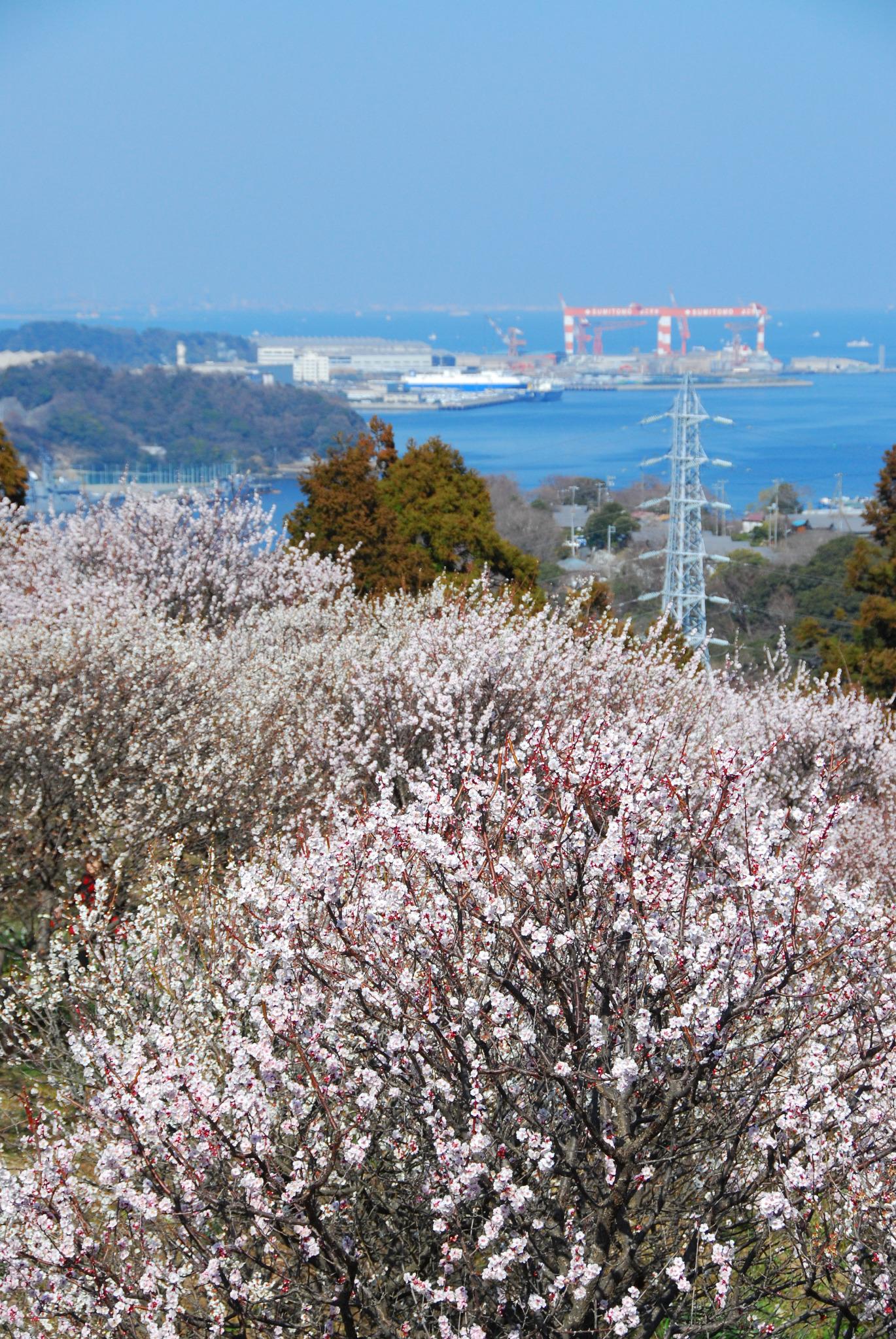 Twitter 上的 横須賀市 観光 かながわ花の名所100選にも選ばれている田浦梅の里では 2月中旬から3月中旬にかけて梅の花が見頃を迎えます 今年も 明日 3月15日 日 まで 田浦梅林まつり を開催します Http T Co Mpcfv5rglx Http T Co Jlm3dgqics