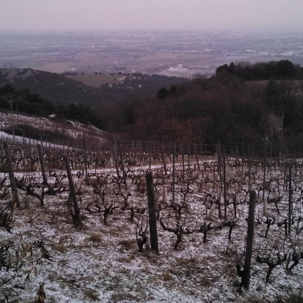 Matleco's tweet image. Good morning #Cornas @vinscolombo ! #snow #valléedurhône #syrha #freezing